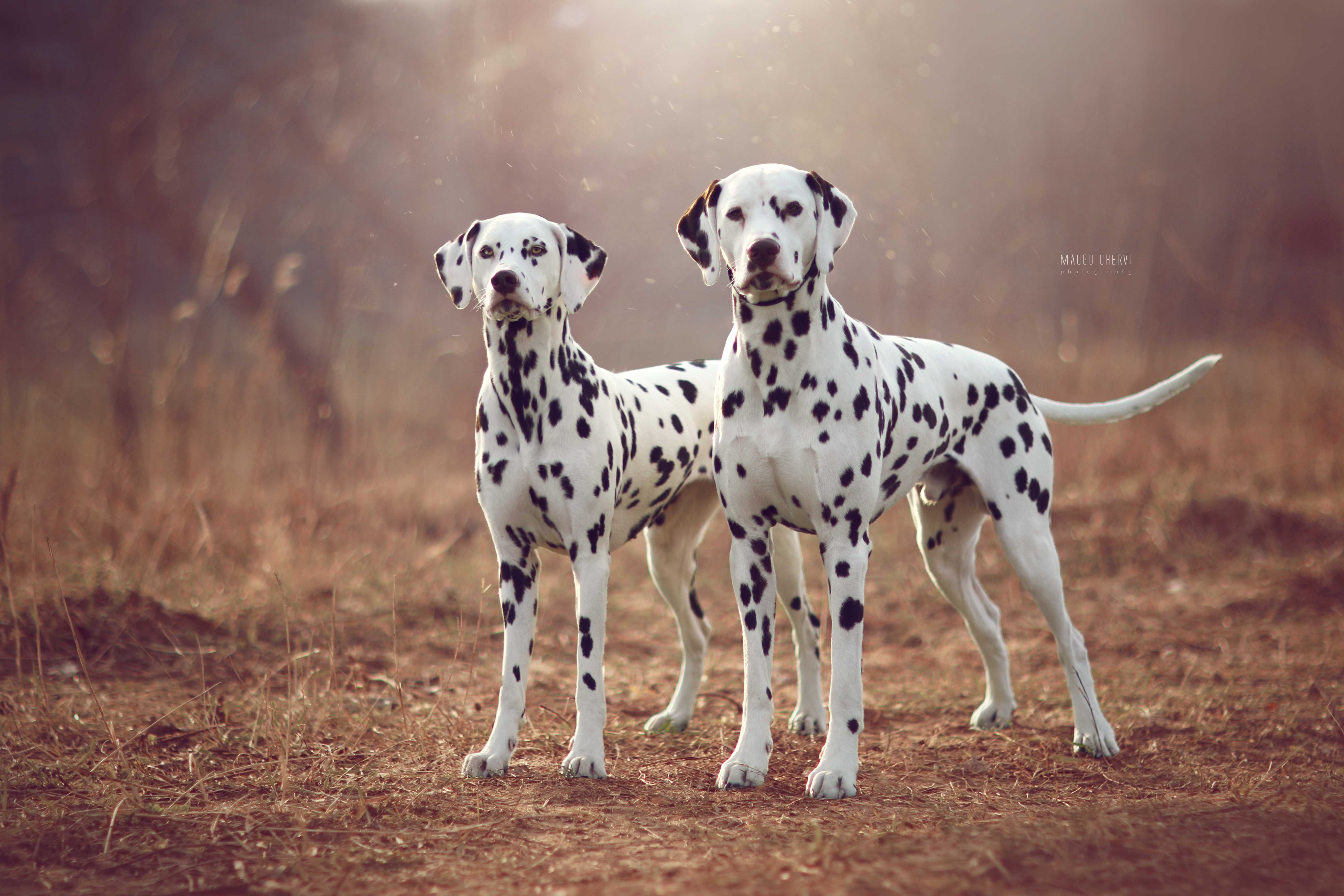Dalmaty czyk Hodowla Dalmatian